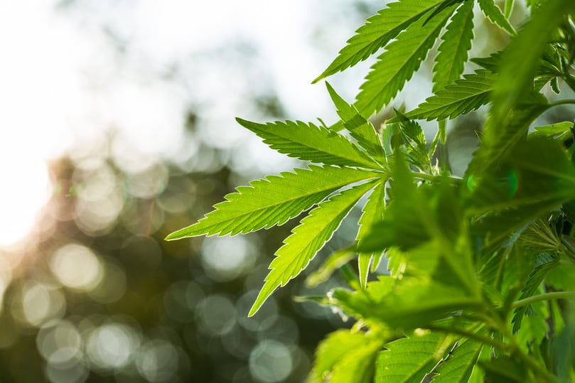 marijuana