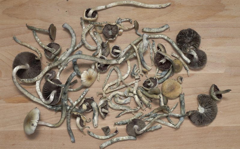 magic mushrooms